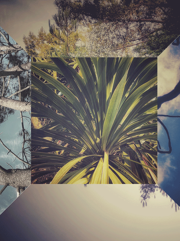 WE PLANT TREES: OUR FIRST BIG STEP TO SUSTAINABILITY